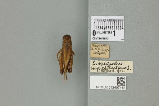 Velarifictorus aspersus (Walker, 1869) - 012497412_73476_92450