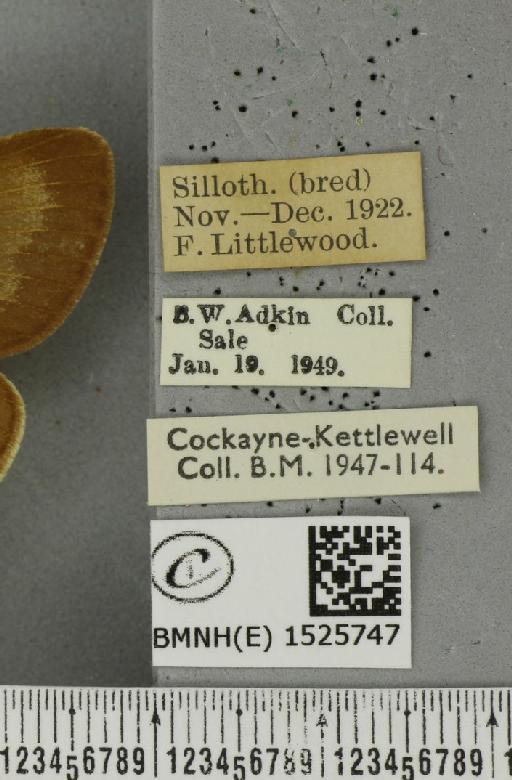 Macrothylacia rubi ab. pallida Tutt, 1902 - BMNHE_1525747_label_196420