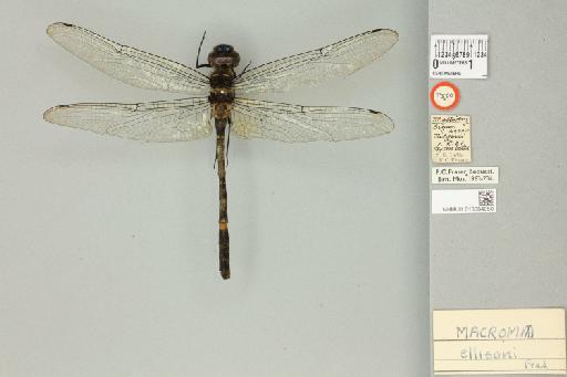Macromia ellisoni Fraser, 1924 - 013384050_dorsal