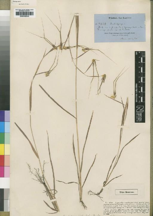 Hyparrhenia niariensis (Franch.) Clayton - BM000923543