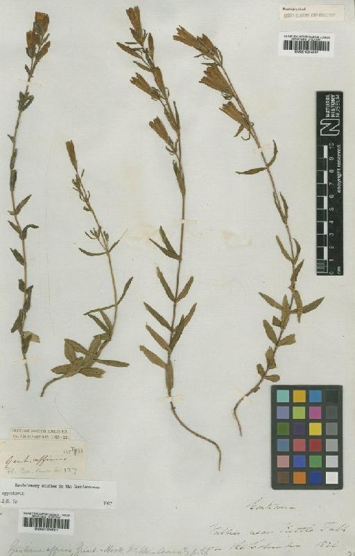 Gentiana affinis Griseb. - BM001024861