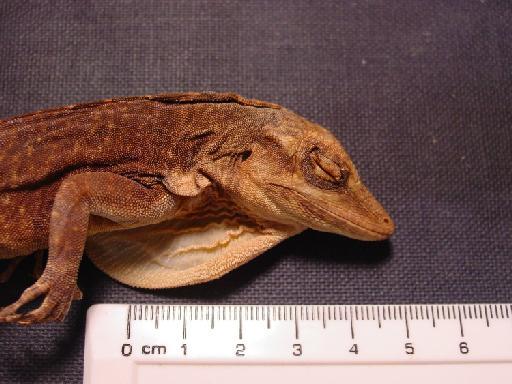 Anolis mirus Williams, 1963 - Anolis mirus Type 004.jpg