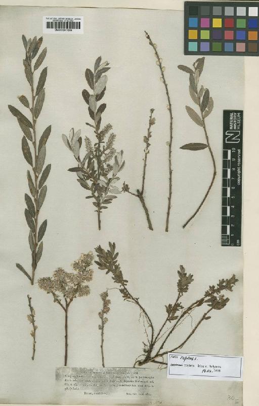 Salix repens L. - BM001041964