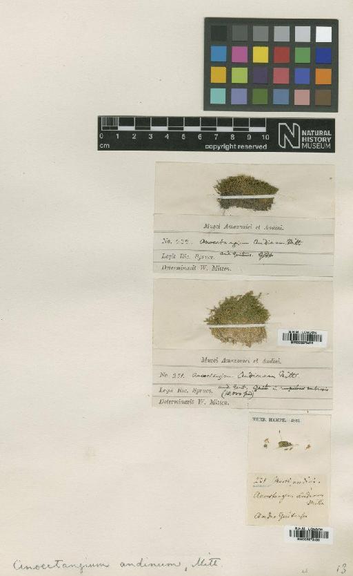 Molendoa andina (Mitt.) Broth. - BM000872479_a