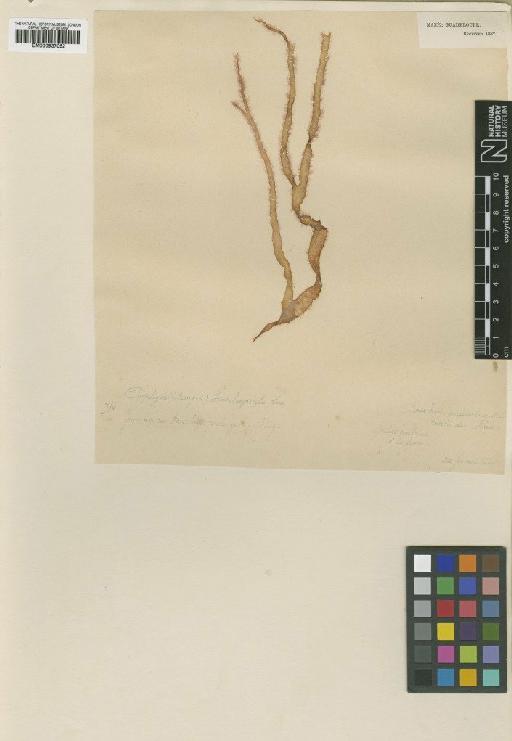 Porphyropsis vexillaris (Mont.) Heereb. - BM000937052