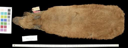 Macropus robustus rubens Schwarz, 1910 - 1904.1.2.8_Skin_Dorsal