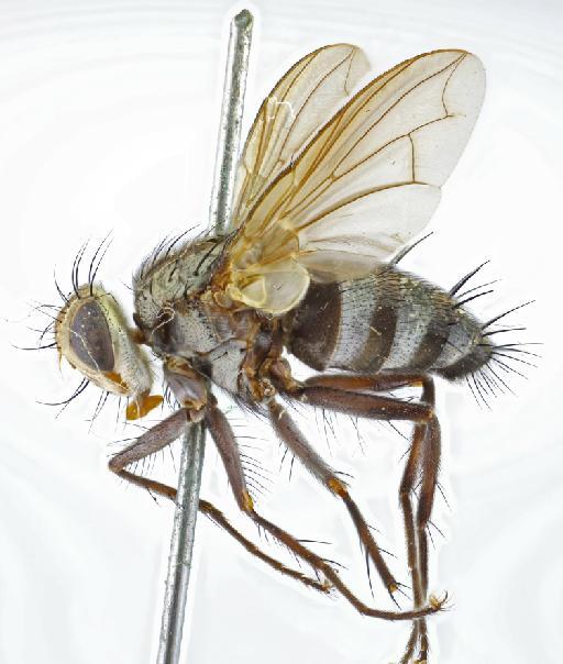 Microphthalma vibrissata (van der Wulp, 1891) - Microphthalma vibrissata HT lateral