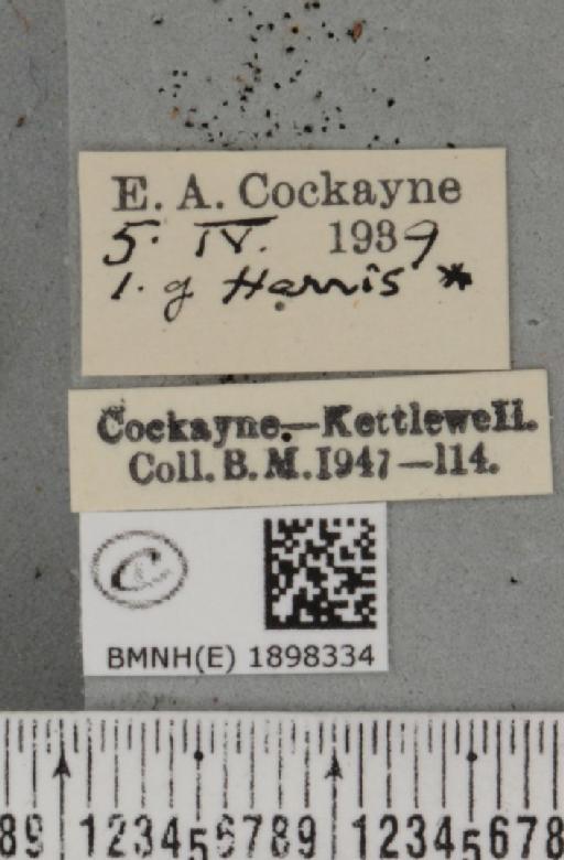 Lycia zonaria atlantica (Harrison, 1938) - BMNHE_1898334_label_491206