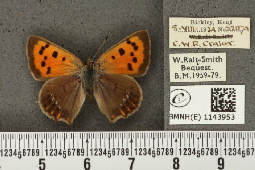 Lycaena phlaeas eleus ab. radiata Tutt, 1896 - BMNHE_1143953_108977