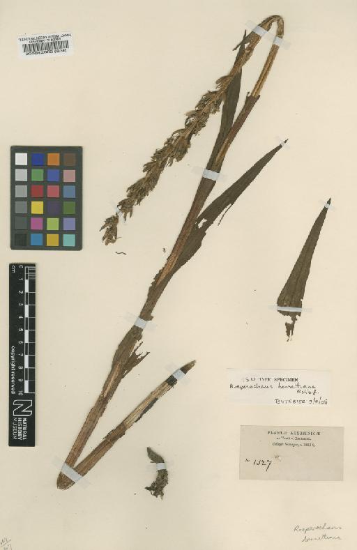 Roeperocharis bennettiana Rchb.f. - BM000042063