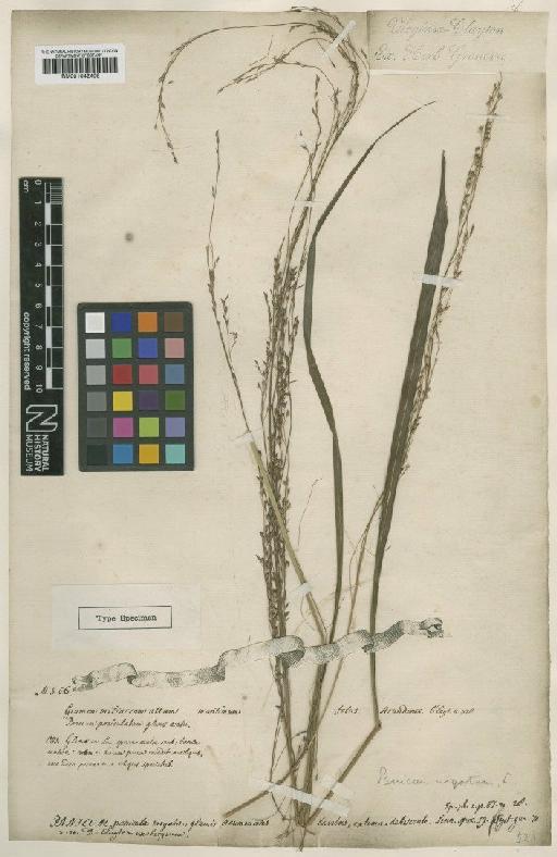 Panicum virgatum L. - BM001042408 (2)