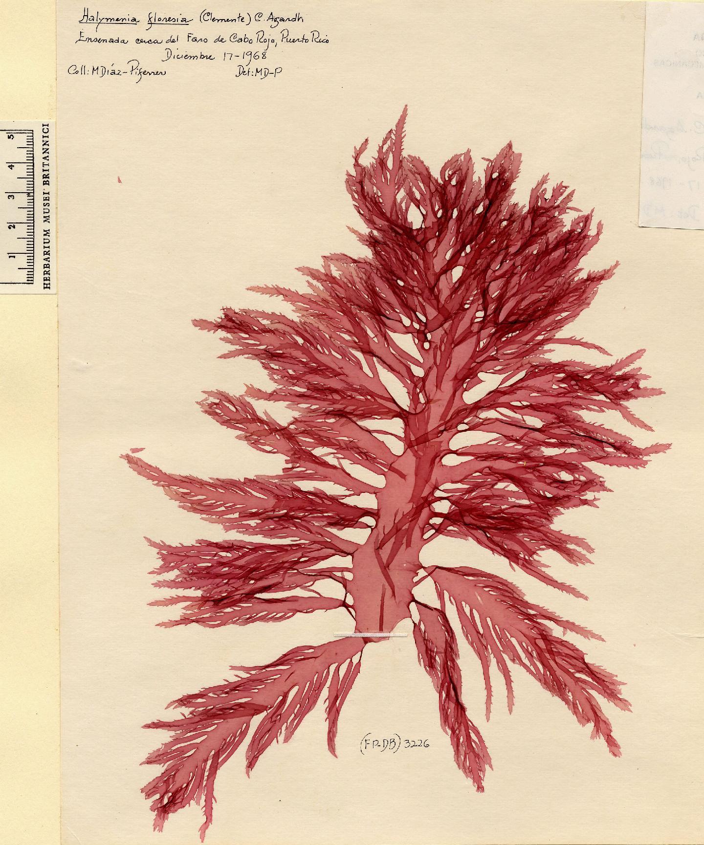 To NHMUK collection (Halymenia floresii (Clemente) J.Agardh; NHMUK:ecatalogue:4857336)