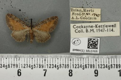 Eupithecia icterata ab. subfulvata Haworth, 1809 - BMNHE_1813705_393545