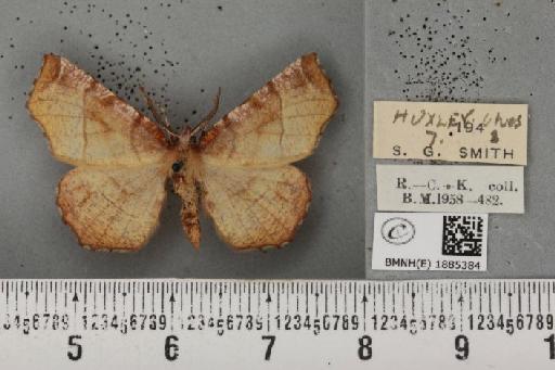 Selenia dentaria (Fabricius, 1775) - BMNHE_1885384_445339