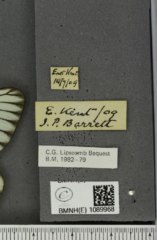 Aporia crataegi (Linnaeus, 1758) - BMNHE_1089968_label_69749