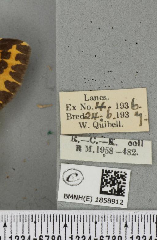 Abraxas grossulariata (Linnaeus, 1758) - BMNHE_1858912_label_416677