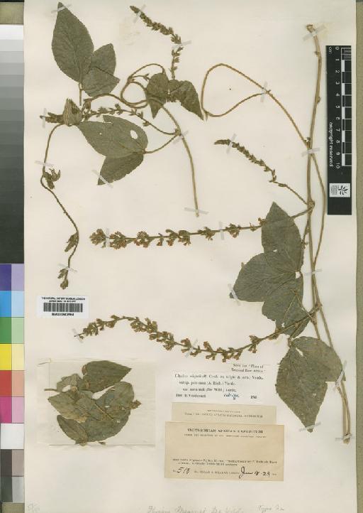 Glycine wightii subsp. mearnsi (De Wild.) Verdc. - BM000842564