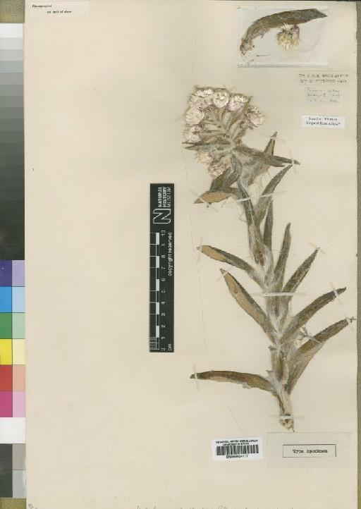 Helichrysum guilelmi Engl. - BM000924117