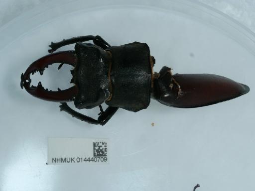 Lucanus cervus (Linnaeus, 1758) - 014440709_6