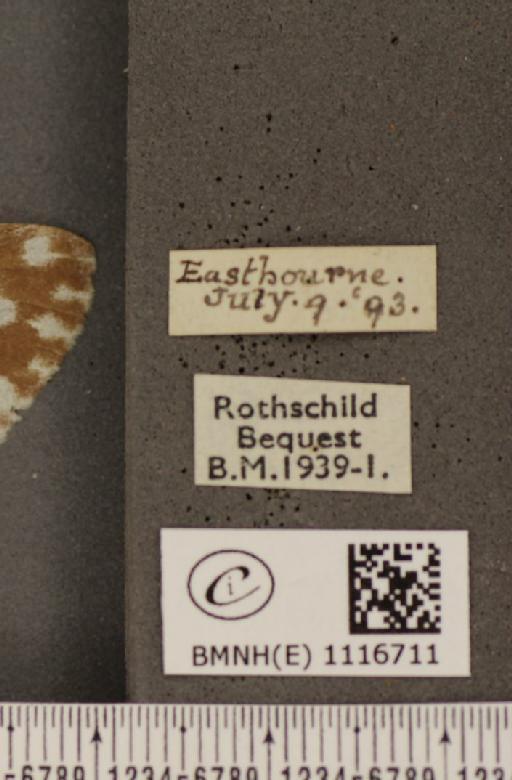 Pontia daplidice (Linnaeus, 1758) - BMNHE_1116711_label_68826