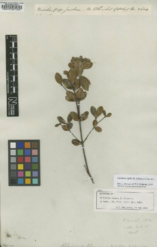 Alibertia rigida K.Schum. - BM000073030