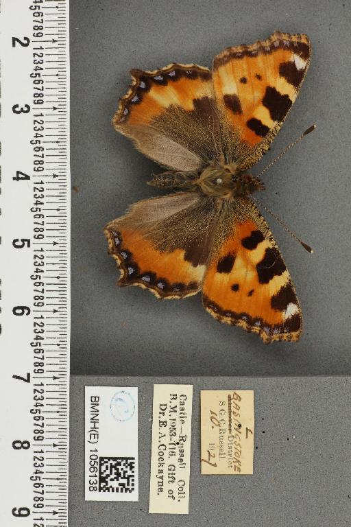 Aglais urticae ab. semialba Frohawk, 1938 - BMNHE_1056138_45657