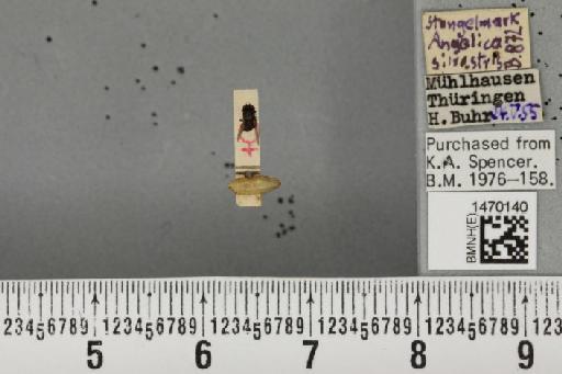 Melanagromyza angeliciphaga Spencer, 1969 - BMNHE_1470140_44690