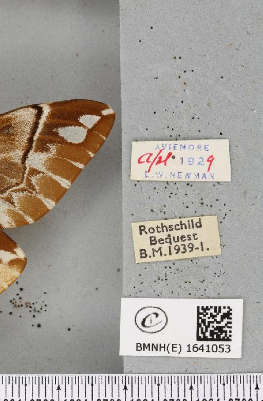 Endromis versicolora (Linnaeus, 1758) - BMNHE_1641053_label_203040