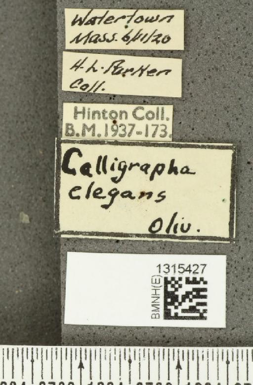 Calligrapha (Bidensomela) californica Linell, 1896 - BMNHE_1315427_label_15840