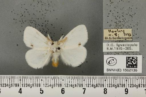 Euproctis similis (Fuessly, 1775) - BMNHE_1562136_254172