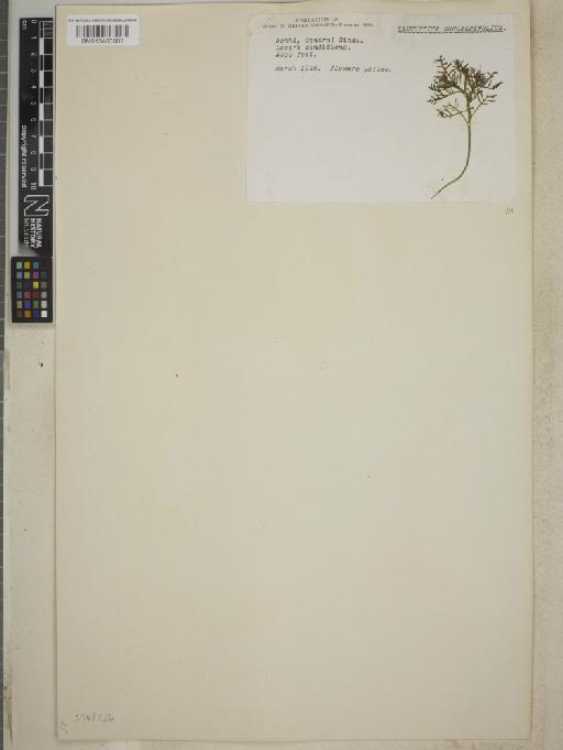 Rorippa coronopifolia (Desf.) Boiss. - BM013403902