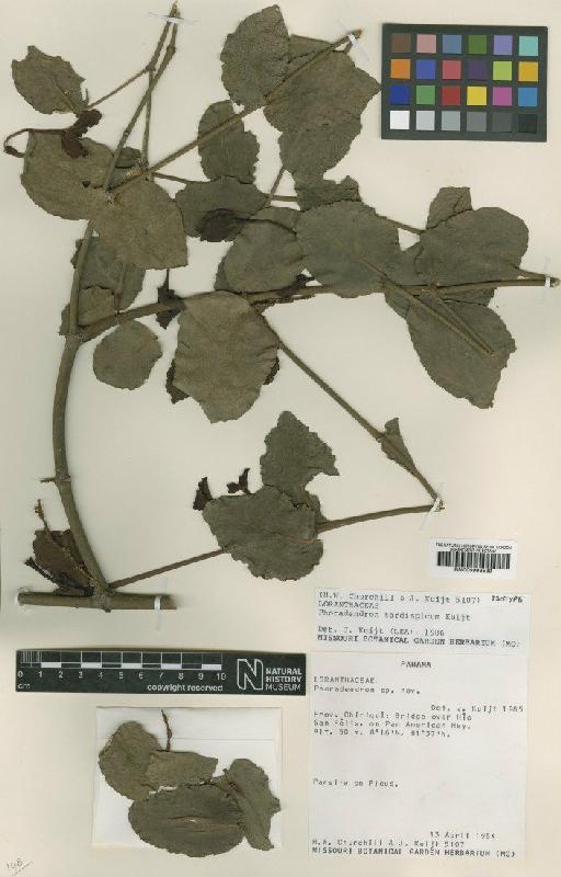 Phoradendron tardispicum Kuijt - BM000993539
