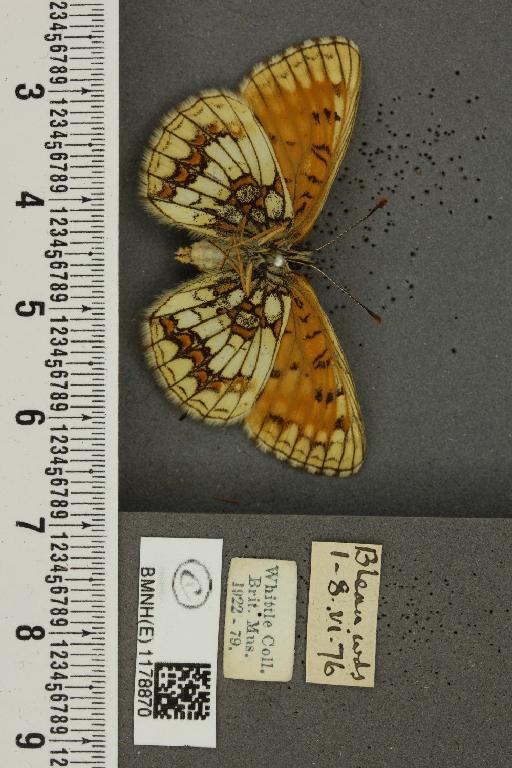 Melitaea athalia ab. flavoelongata Caruel, 1944 - BMNHE_1178870_56552