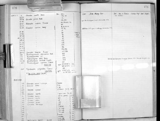 Gordonella polyarthra Tirmizi, 1960 - Zoology Accessions Register: Crustacea: 1935 - 1962: page 176