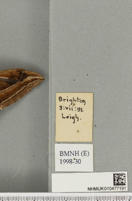 Hippotion celerio (Linnaeus, 1758) - NHMUK_010477191_label_534794