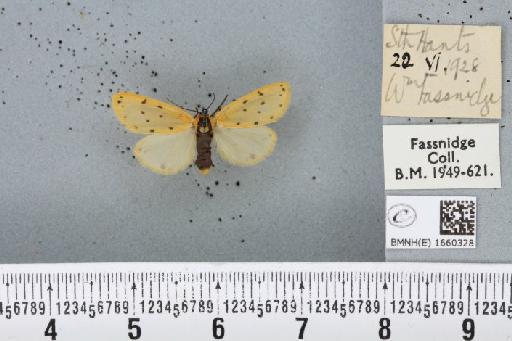 Setina irrorella (Linnaeus, 1758) - BMNHE_1660328_258808
