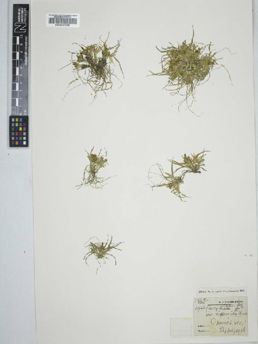 Carex oederi Retz. - BM000909055C