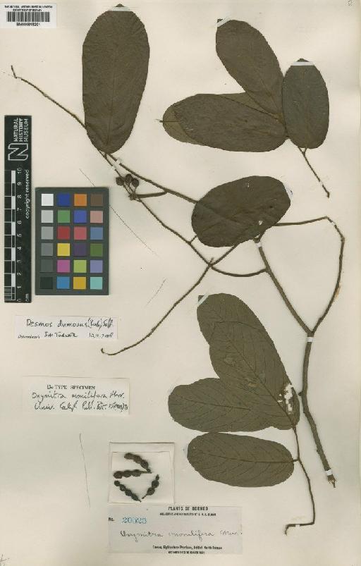 Desmos dumosus (Roxb.) Saff. - BM000815201