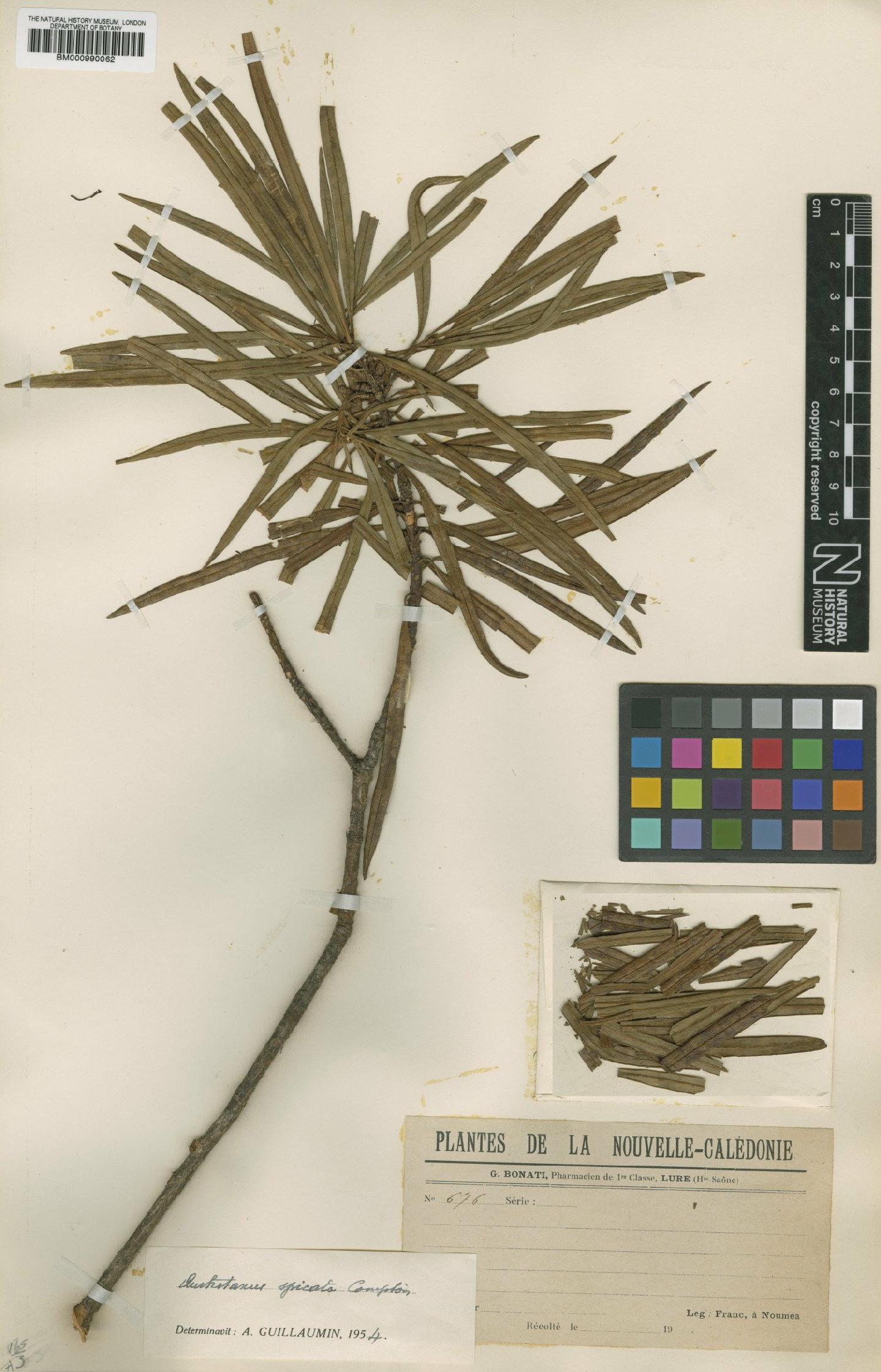 To NHMUK collection (Austrotaxus spicata Compton; Type; NHMUK:ecatalogue:569675)