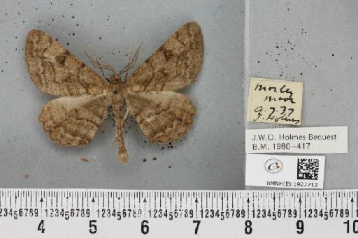 Alcis repandata repandata (Linnaeus, 1758) - BMNHE_1922712_477950