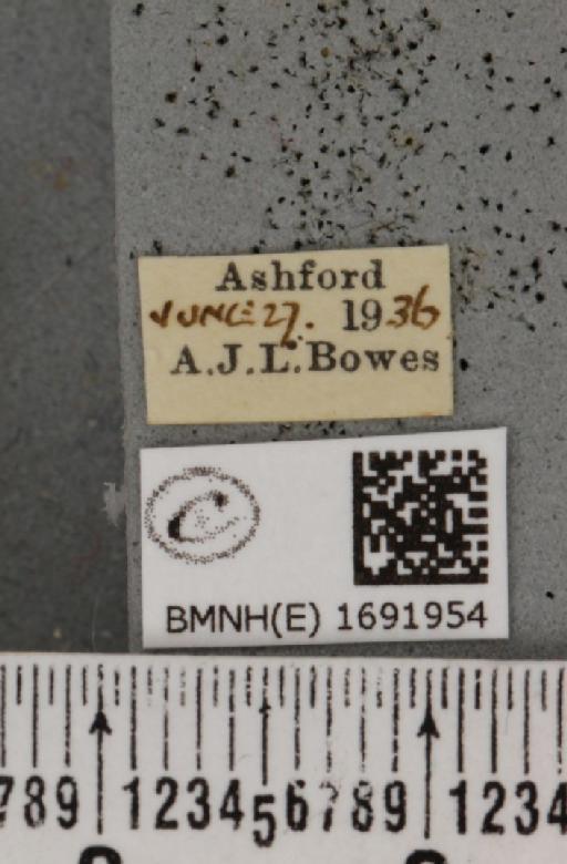 Nola cucullatella (Linnaeus, 1758) - BMNHE_1691954_label_291501