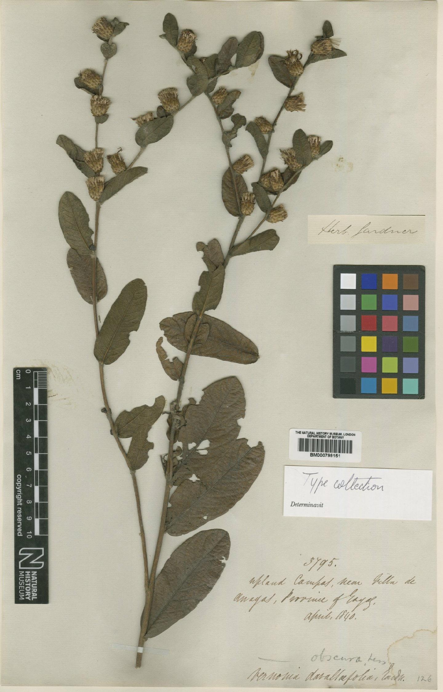 To NHMUK collection (Vernonia obscura Less; Type; NHMUK:ecatalogue:4991517)
