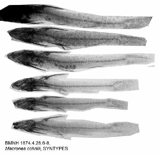 Macrones colvillii Günther, 1874 - BMNH 1874.4.28.6-8, Macrones colvillii, SYNTYPES, Radiograph