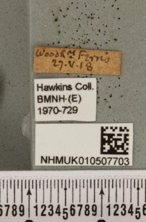 Panemeria tenebrata (Scopoli, 1763) - NHMUK_010507703_label_566581