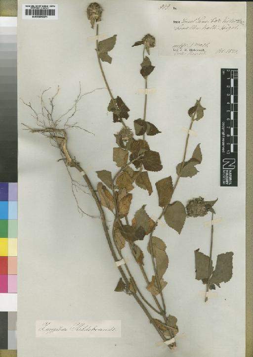 Leucas densiflora Vatke - BM000910271