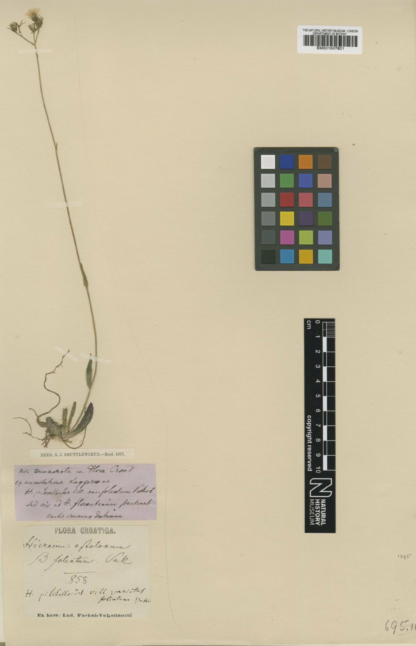 To NHMUK collection (Hieracium florentinum subsp. spathophyllopsis Zahn; Type; NHMUK:ecatalogue:2816135)