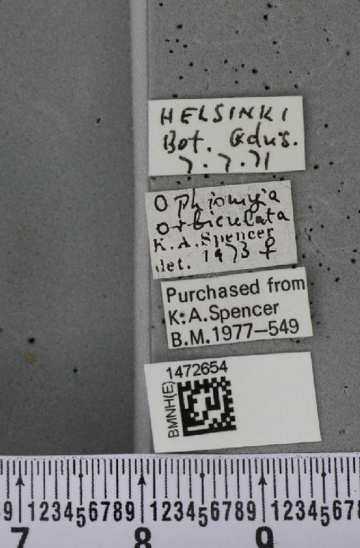 Ophiomyia orbiculata (Hendel, 1931) - BMNHE_1472654_label_60404