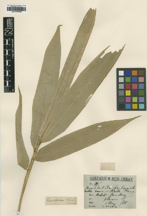 Gigantochloa wrayi Gamble - BM000959269