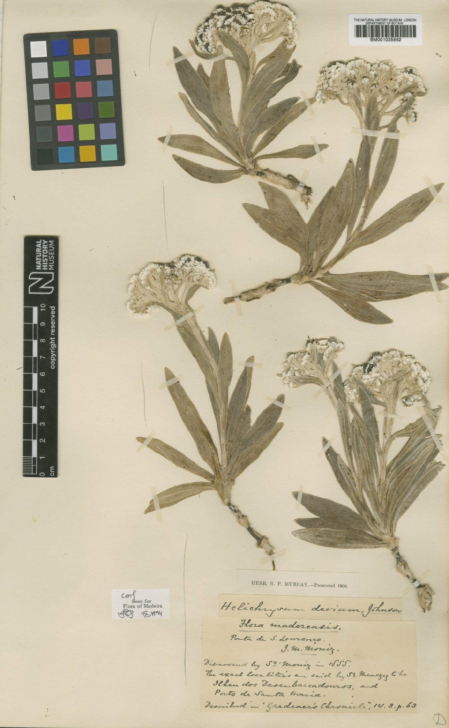 To NHMUK collection (Helichrysum devium Johns; Type; NHMUK:ecatalogue:1154781)