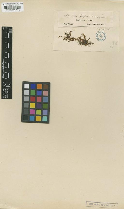 Coilodesme cystoseirae (Rupr.) Setch. & N.L.Gardner - BM000562588